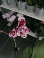 Orchidee Phalaenopsis Miki Opera pelorisch Baden-Württemberg - Ertingen Vorschau