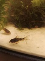 Panzerwelse Corydoras Marmor und Metall Kr. Altötting - Garching an der Alz Vorschau