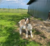 Zwergziegenbock, Zwergziege Bock, Ziegenbock Niedersachsen - Melle Vorschau