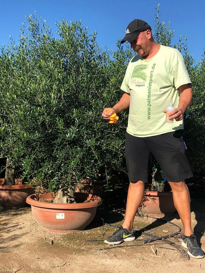 Olea Europaea(Olivenbaum) ab 25/45cm Stammumfang! in Recklinghausen