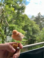 Handzahme Kanarienvögel Kanarien München - Milbertshofen - Am Hart Vorschau