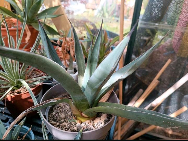 Agave Nigra Sharkskin Pflanze mediterrane Kaktus in Scheeßel