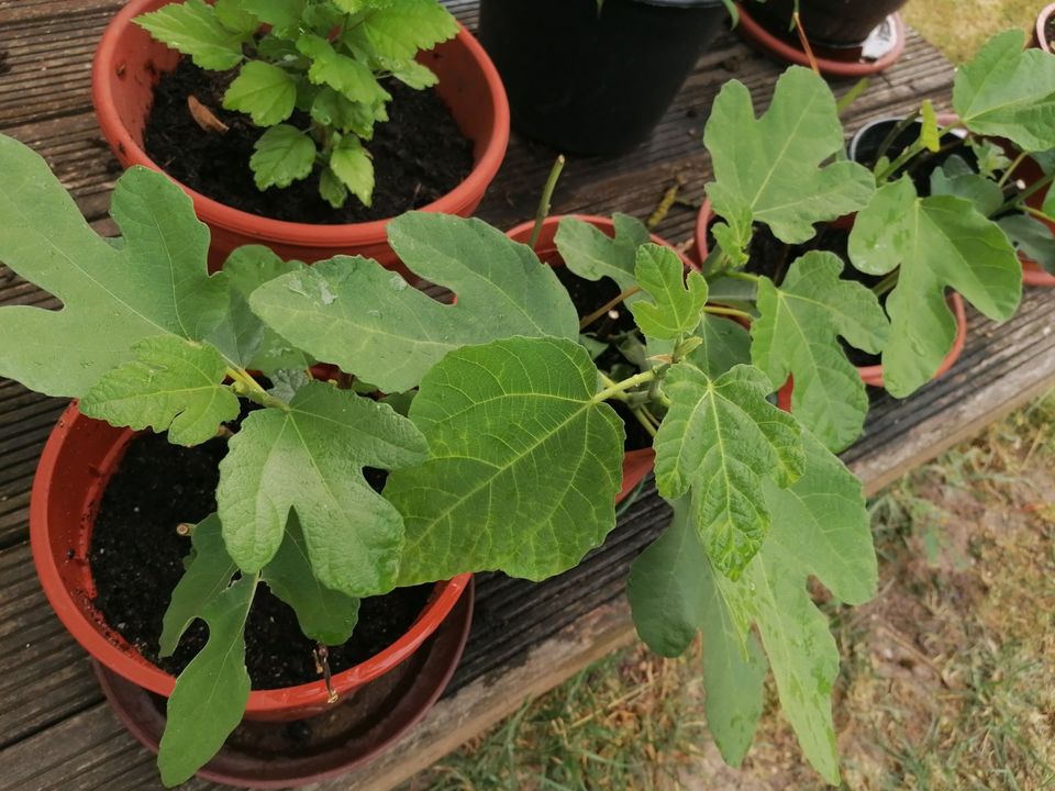 Feigenbaumstecklinge Feigen Feigenbaum in Gründau