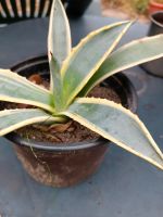 Agave Pflanze Brandenburg - Zeuthen Vorschau