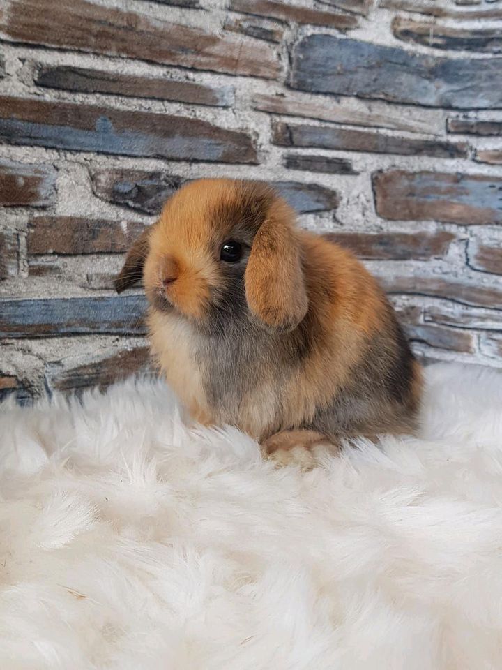 ❤️ Zwergwidder Minilop Mini Lop Hase Kaninchen ❤️ in Potsdam