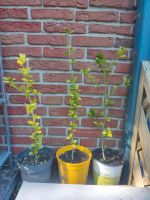 Garten Hibiskus Kreis Ostholstein - Grömitz Vorschau