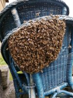 Bienenschwarm Sachsen - Rabenau Vorschau