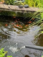 Goldfische Baden-Württemberg - Schwarzach Vorschau