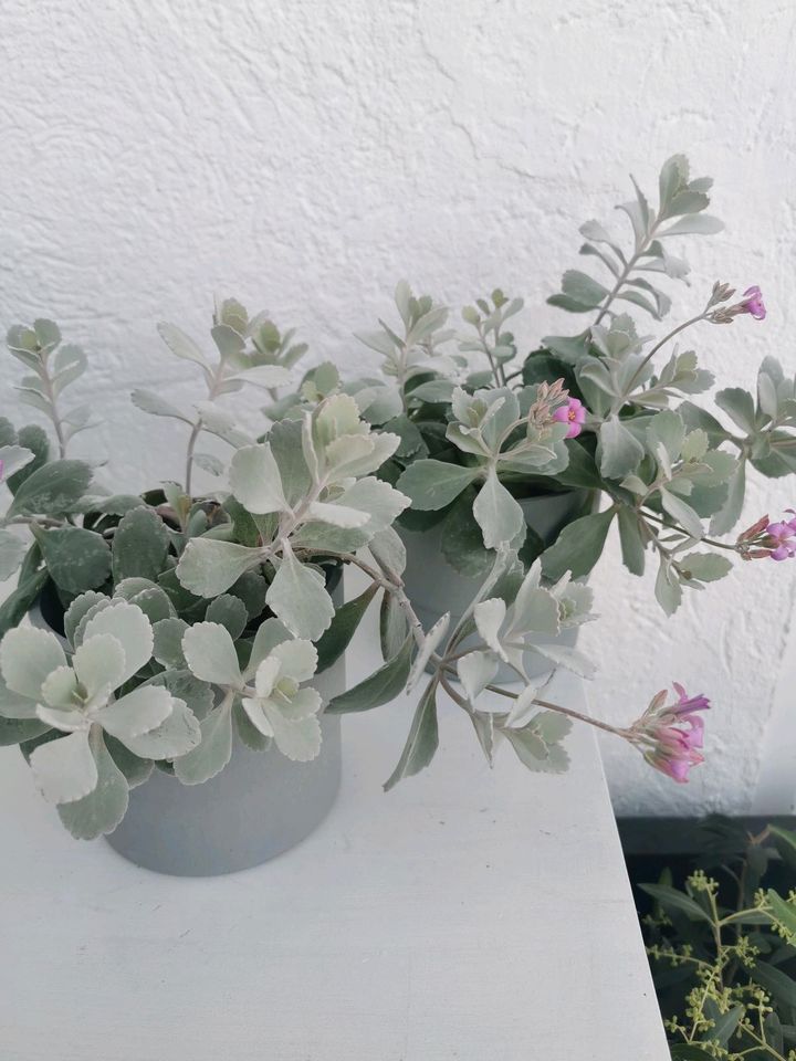 Kalanchoe pumila Baker, Crassulaceae mit rosa Blüten 2x vorhanden in Tuttlingen