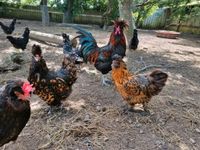 Bruteier Eier Pawlowskaja Huhn Urhuhn Niedersachsen - Amt Neuhaus Vorschau