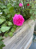 Rose lila-rosa robust früh blühende Düsseldorf - Oberkassel Vorschau