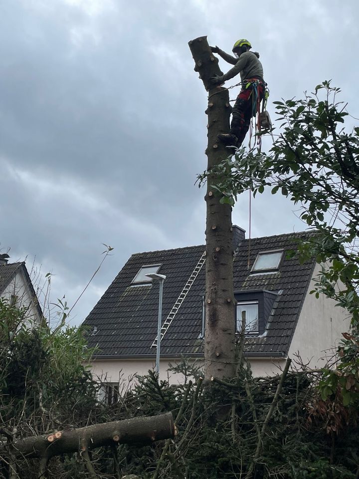 Baumpflege Baumfällung Sturmschäden Baum Fällung Rückschnitt in Krefeld