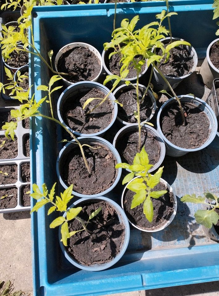 DDR Tomate Auriga, Pflanze, Garten, Gemüse, Selbtsversorger in Meiningen