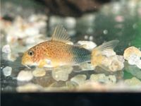 Similis Panzerwels 9,90€ Corydoras similis Baden-Württemberg - Rangendingen Vorschau