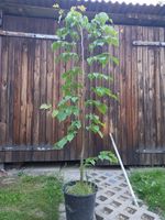 Baum, Winterlinde, Linde Dresden - Altfranken Vorschau