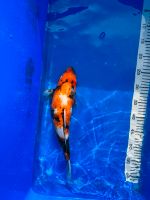 Japan Koi Showa 41 cm Züchter Aoki Japan Nordrhein-Westfalen - Brühl Vorschau