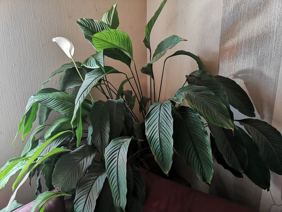 Pflanze Einblatt Spathiphyllum wallisii in Jena