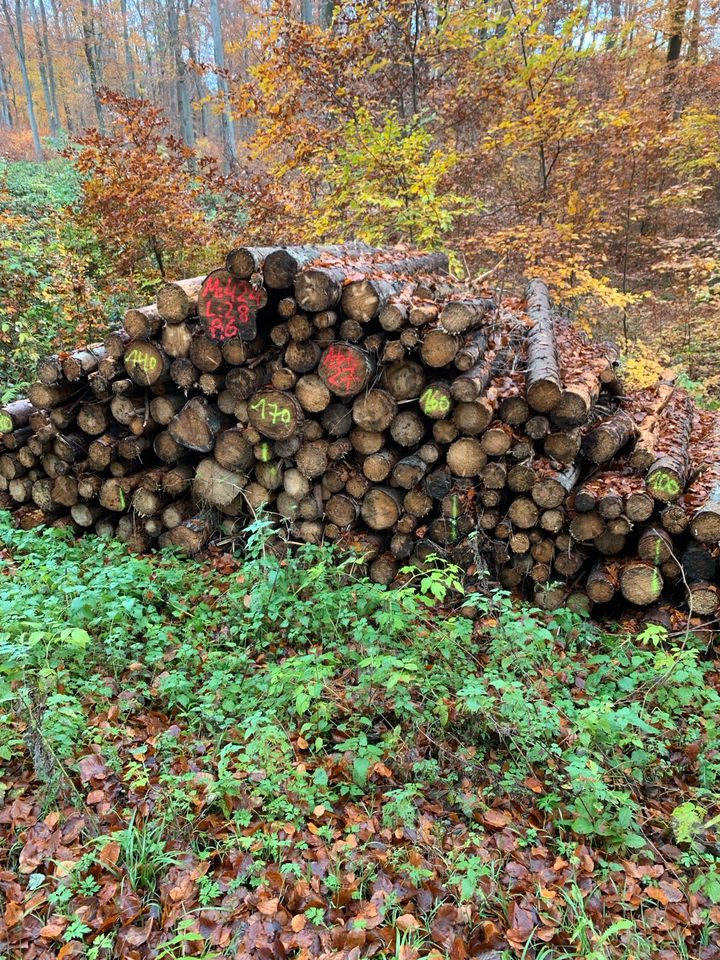 Brennholz Stammholz Nadelholz 12 Raummeter in Warburg