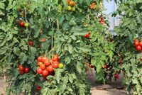 Bio Jungpflanzen Verkauf Tomaten Mecklenburg-Vorpommern - Dreschvitz Vorschau