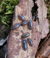 Armadillidium klugii "Montenegro" Asseln Terrarium Tiere Isopods Rheinland-Pfalz - Koblenz Vorschau