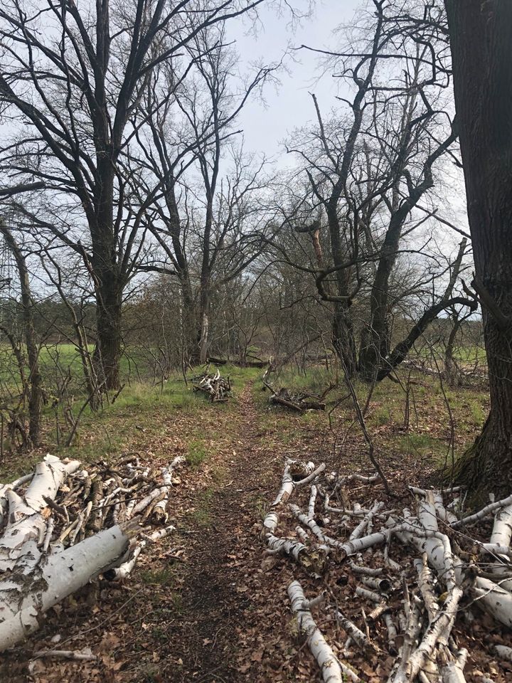 Waldgrundstück / Land- Forstwirtschaftliches Grundstück Zossen in Berlin