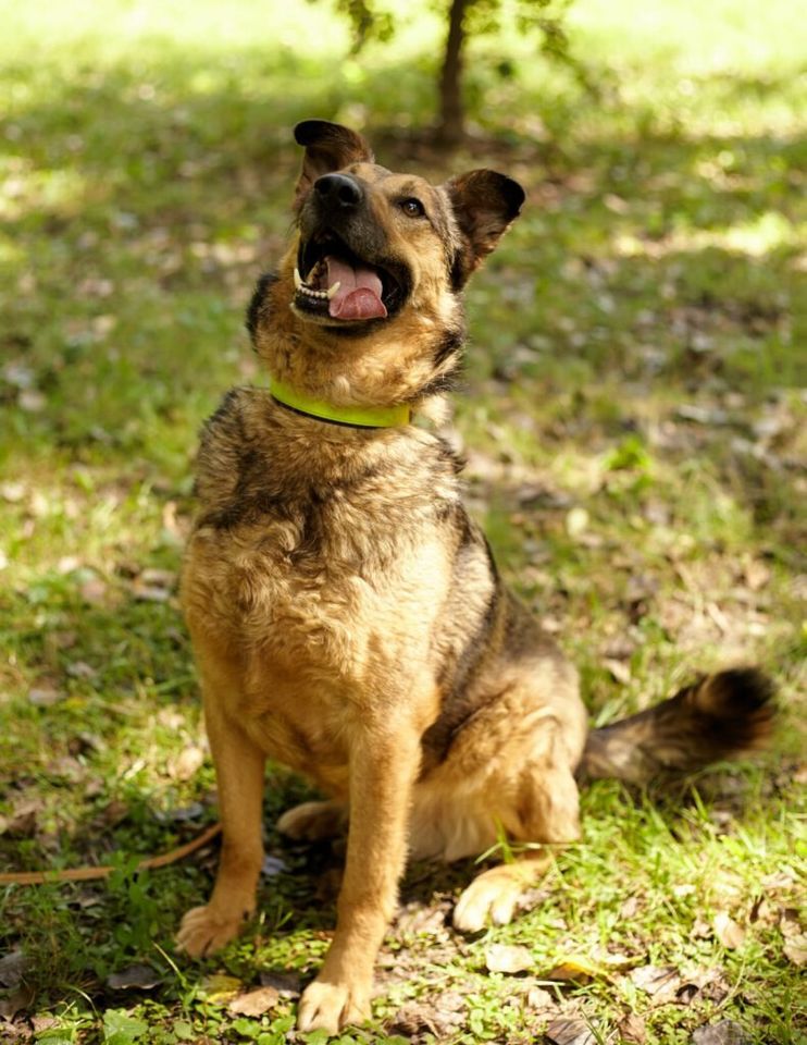 Unser sanfter menschenbezogener Traumhund Yasha aus dem Tierheim in Rott am Inn