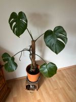 Monstera im Topf Elberfeld - Elberfeld-West Vorschau