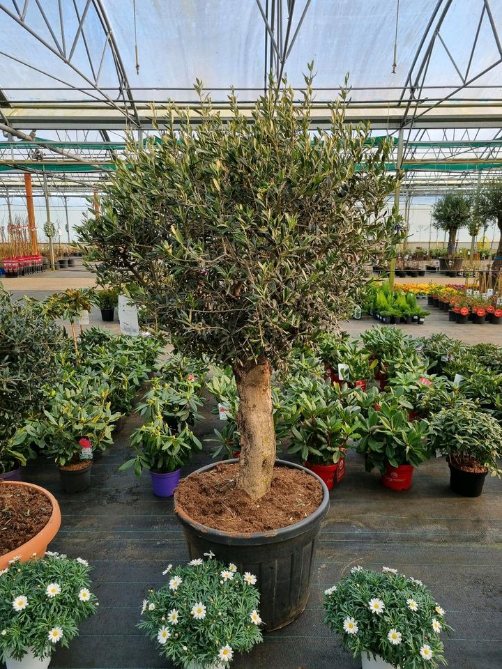 XXL Olivenbäume 'Oleander europaea' für 399€ - Direkt vom Gärtner! in Bad Zwischenahn