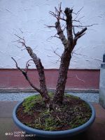 Bonsai Perückenstrauch Bayern - Niedernberg Vorschau