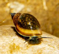 Schnecken Aquarium Blasenschnecken gegen Algen Sachsen - Thalheim/Erzgebirge Vorschau