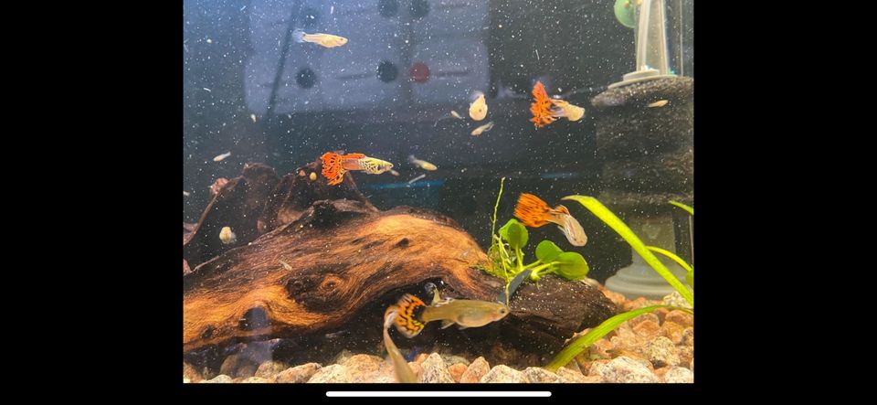 Guppys Fische Privatzucht viele Arten in Barchfeld