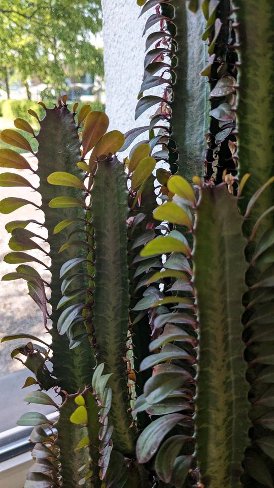 1,80 m hohe Euphorbia trigona forma rubra in Frankfurt am Main