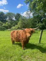 Highland Cattle Kühe Kälber Rinder Herde zu verkaufen Nordrhein-Westfalen - Schöppingen Vorschau