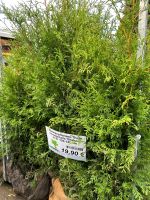 Heckenpflanzen Thuja occidentalis 'Brabant' m.B. 120-140 cm Nordrhein-Westfalen - Simmerath Vorschau