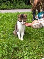 Katze gefunden ? Baden-Württemberg - Konstanz Vorschau