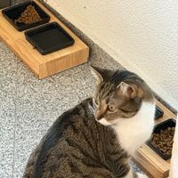 Futternapf Katze | Holz Buche mit Kork Unterbau & Keramik Schalen Stuttgart - Stuttgart-Mitte Vorschau