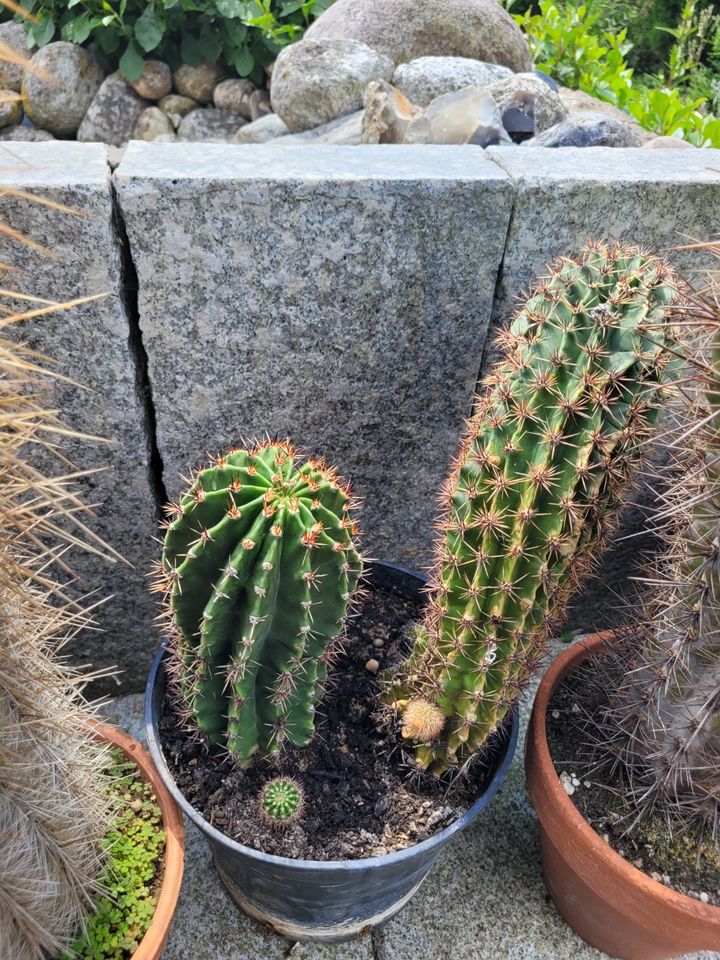 Große Kakteen Echinopsis, Echinocactus und weitere in Wedemark