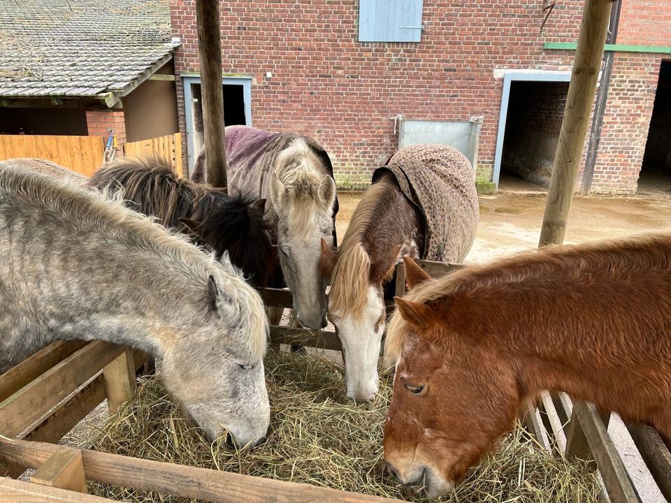 Ab sofort 1 Offenstallplatz  Offenstall Kohlenhuck, 47445 Moers in Moers