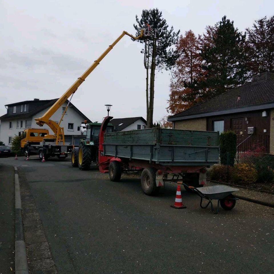 ‼️Baumpflege/Baumfällung/Risikofällung/Heckenpflege in Burgwald