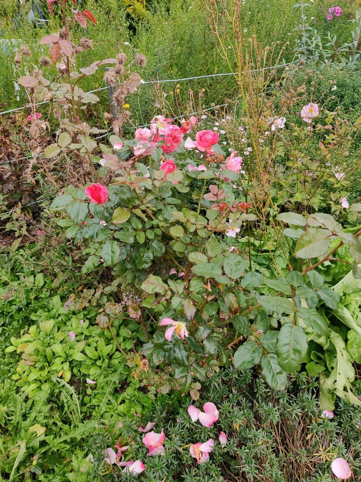 Rose, Buschrose oder Strauchrose leichter Duft rosa in Braunschweig