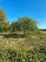 Suche Streuobstwiese / Grundstück mit Obstbäumen Apfelbaum Rheinland-Pfalz - Böbingen Vorschau