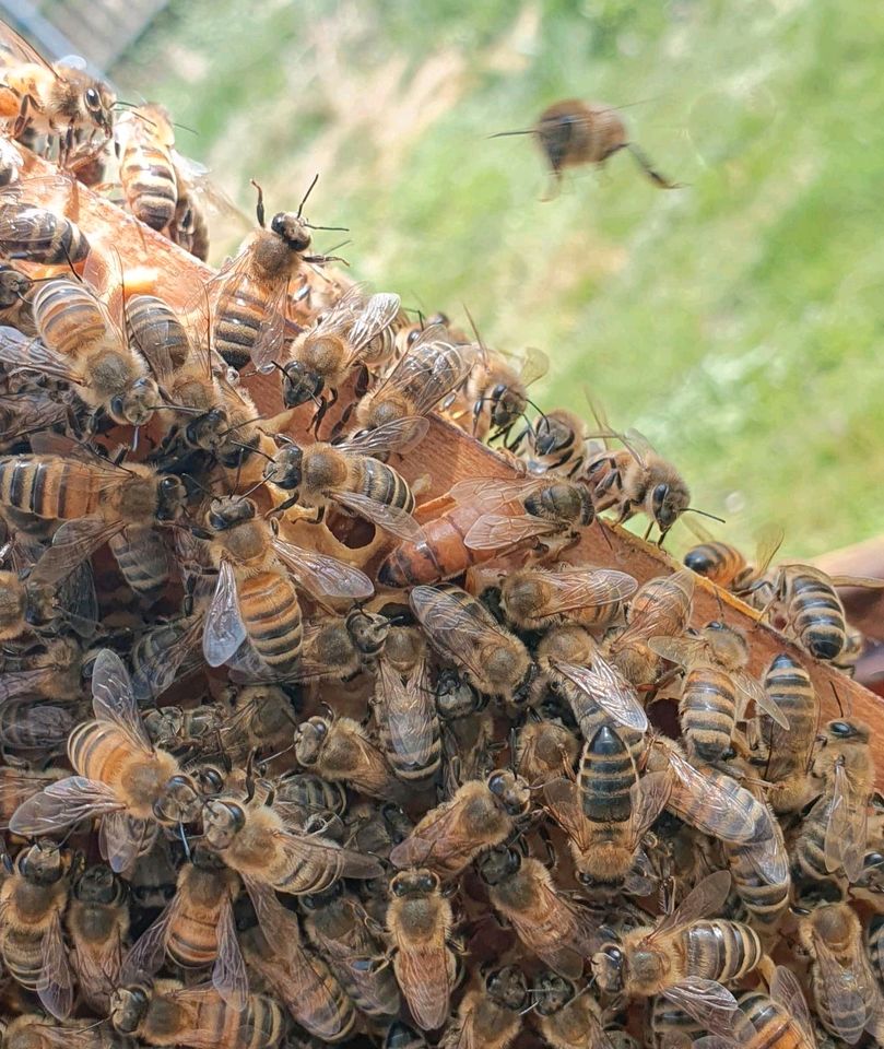 Bienenvölker, Wirtschaftsvölker, Ableger Zander in Teublitz