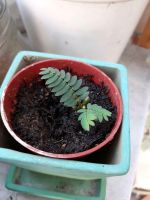 Samen vom Seidenbaum ☆ Albizia ☆ rot blühend ☆ Niedersachsen - Salzgitter Vorschau