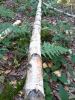 Deko Birkenstämme Holz Birke Stamm Bayern - Bockhorn Vorschau