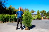 Thuja Brabant 120-140cm Angebot Berlin - Neukölln Vorschau