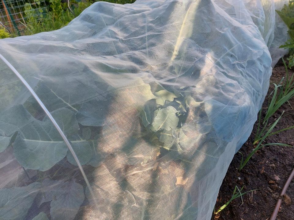 Gemüsenetz Weiße Fliege Kohlnetz Kulturschutznetz Hagel Rege in Eppelheim