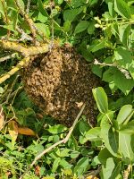 Bienenschwarm entdeckt? Imker hilft. Bitte anrufen Schleswig-Holstein - Flensburg Vorschau