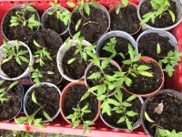 gewächshaus tomaten jungpflanzen 2 sorten bio Sachsen - Ostrau Vorschau