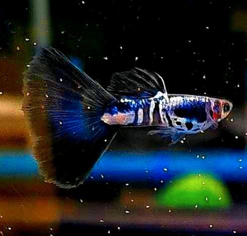 ⭐ Black Cobra Guppy - Hochzucht Guppys aus Liebevoller Zucht in Bretzfeld