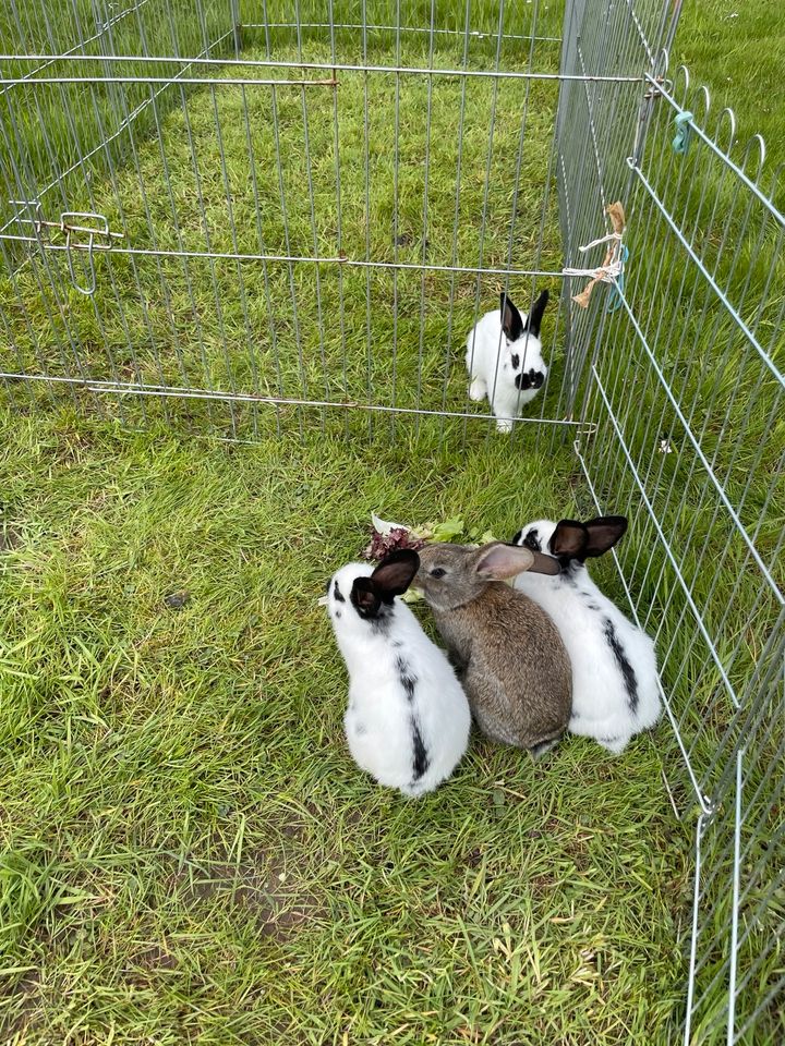 2 Kaninchen schwarz/weiß in Brücken (bei Birkenfeld)